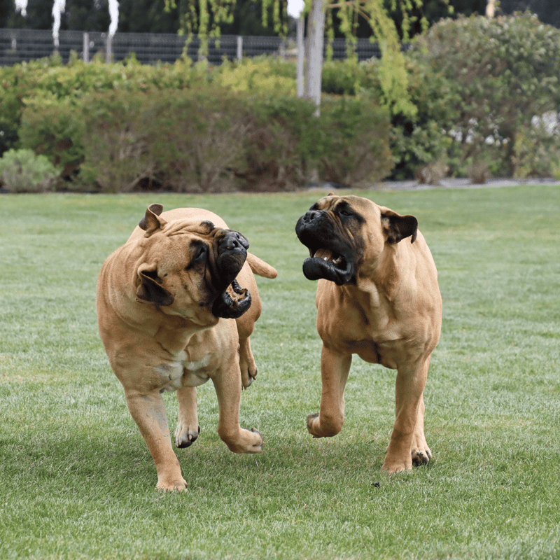 Cute French Bulldogs playing and barking on green grass outdoors.