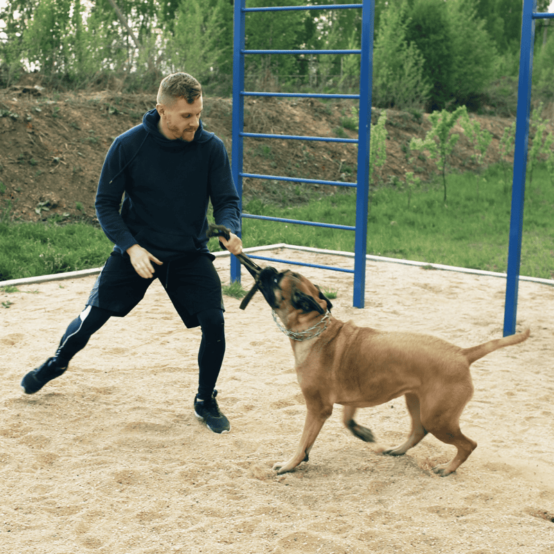 Bullmastiff Training