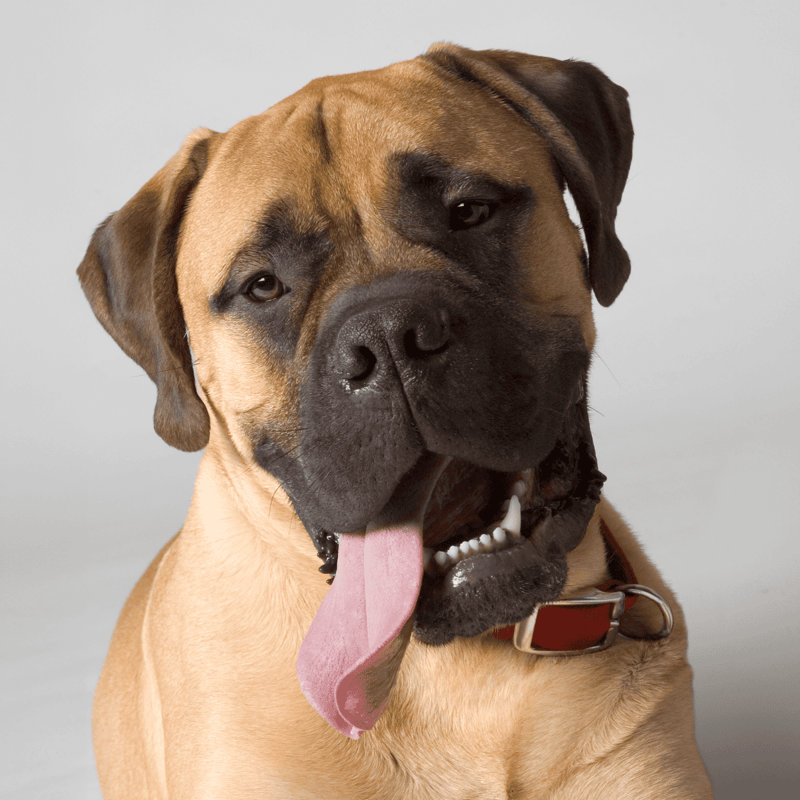 Dog with licked tongue and adorable expression, looking into camera.