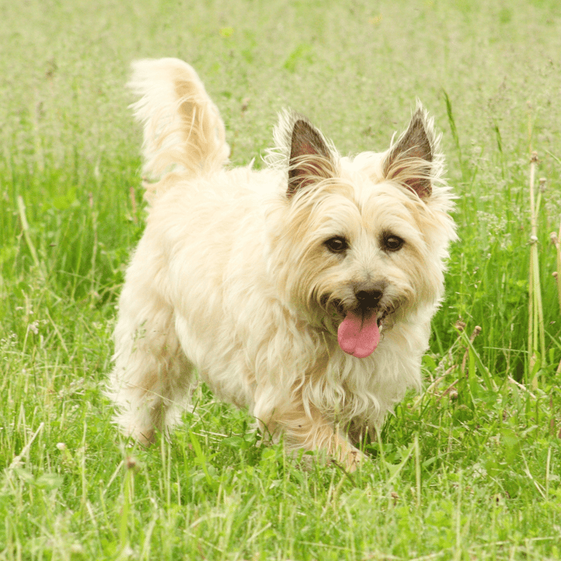 Cairn Terrier overview