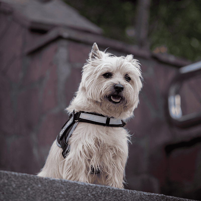 Cairn Terrier characteristics