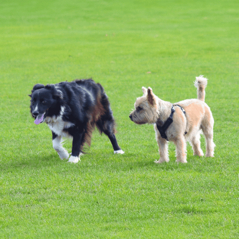 Two dogs playing on lush green grass with one herding the other.