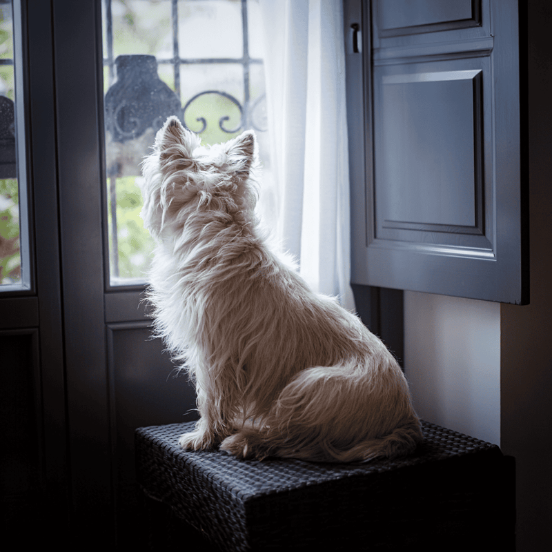 Dog looking out window for outdoor activities, curiosity, and companionship.