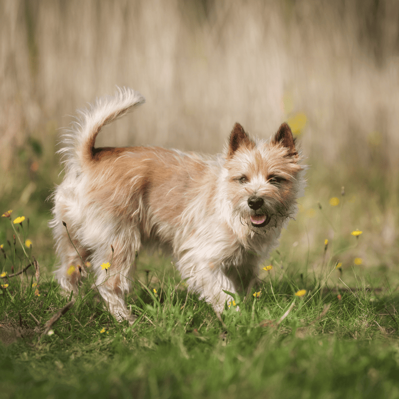 Cairn Terrier photo 2