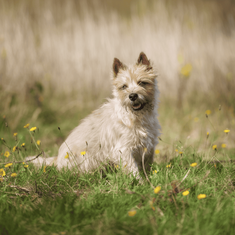 Cairn Terrier photo 3