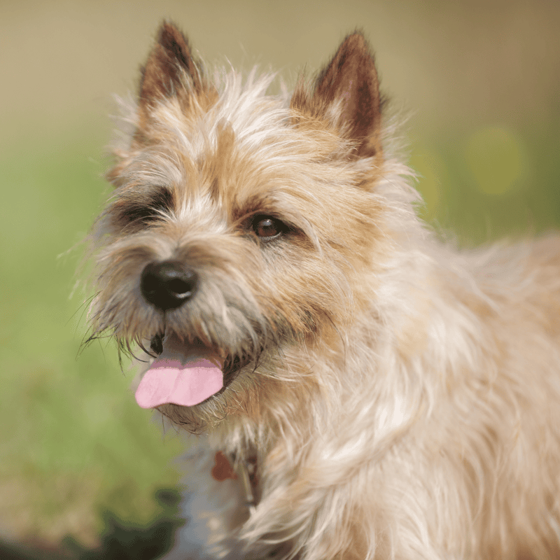Cairn Terrier photo 1