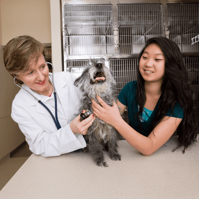 Cairn Terrier health