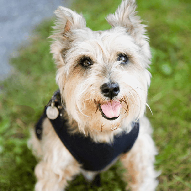 Adorable dog wearing a harness, smiling and sitting on the grass outdoors.