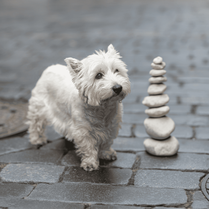 Cute West Highland White Terrier puppy playing with stacked stones by water.
