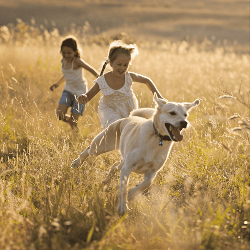 Canaan Dog Are These Dogs Good For Families