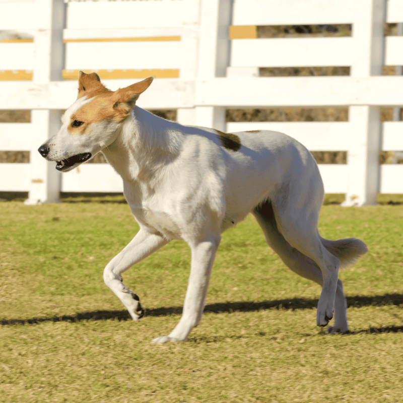 Canaan Dog characteristics