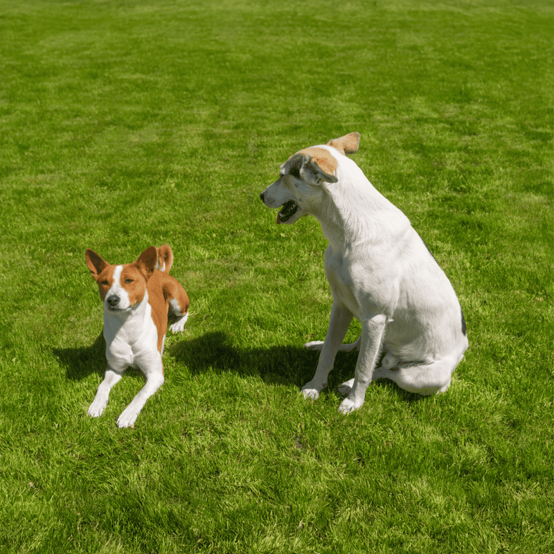 Adorable dogs enjoying outdoor play on lush green grass.