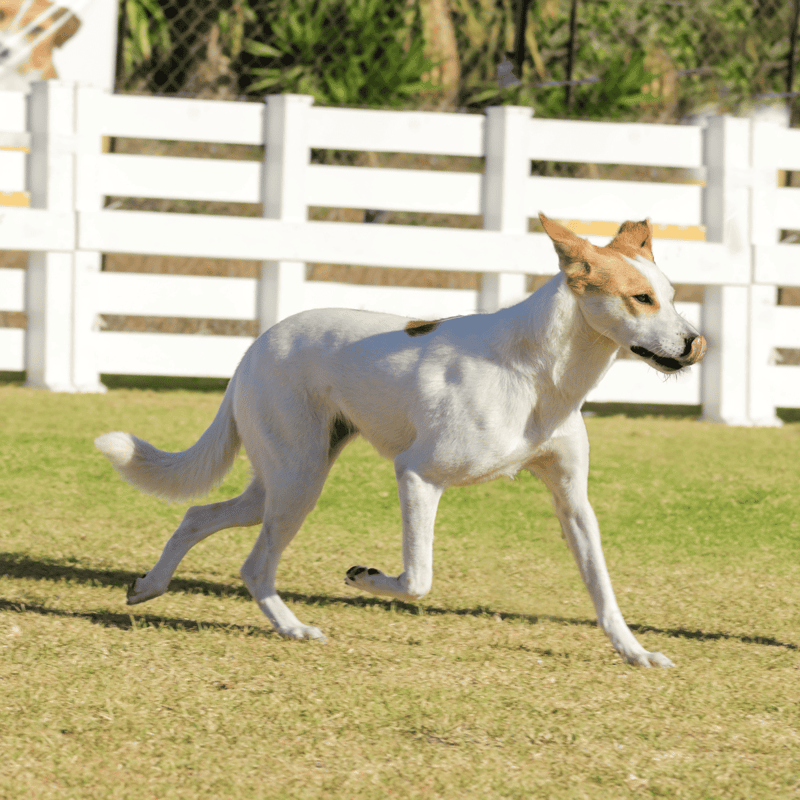 Young dog running on green grass in yard with white fence.