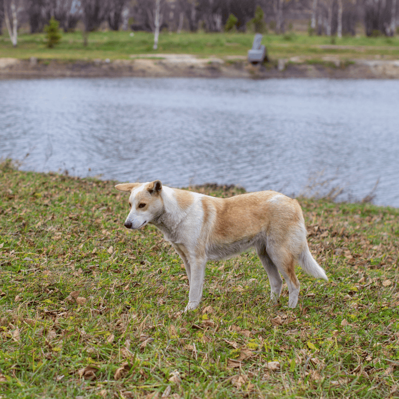 Playful dog near the lake's edge during spring.