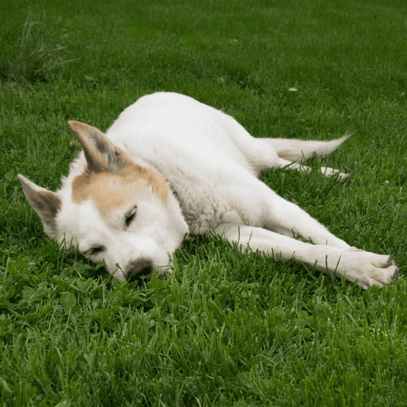 Canaan Dog photo 2