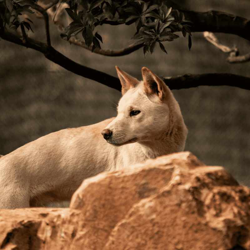 Dog resting on rocks amid nature scene, calm and peaceful outdoor environment.