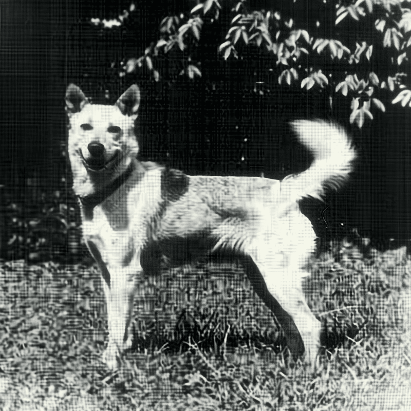 Canaan Dogs Have a Long History