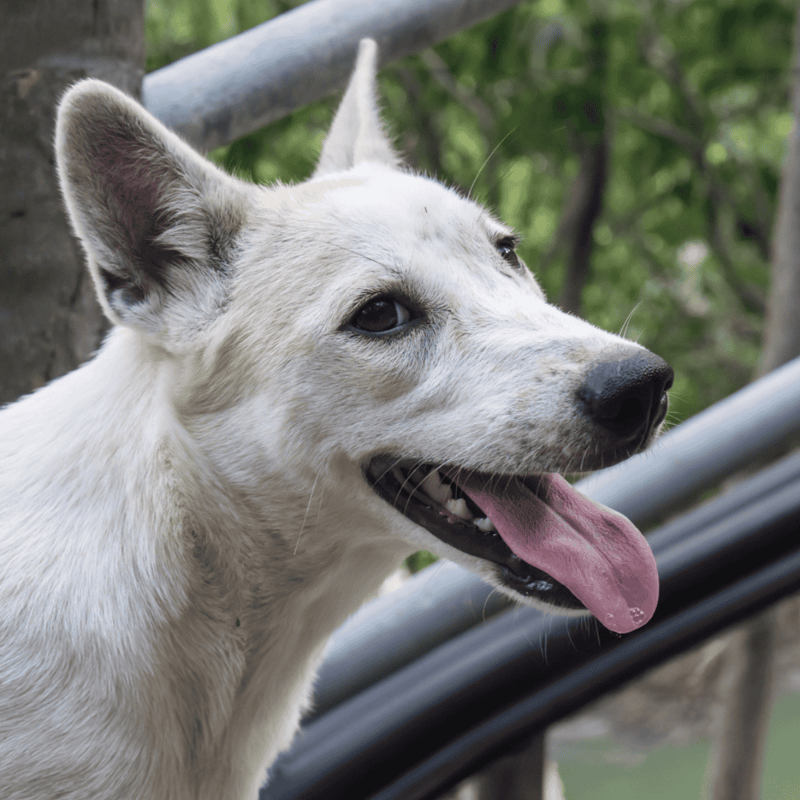 Canaan Dogs are Vocal Communicators