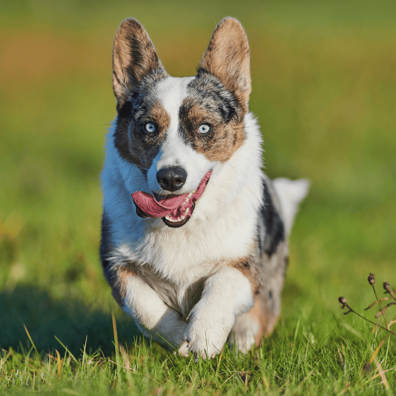 Cardigan Welsh Corgi characteristics