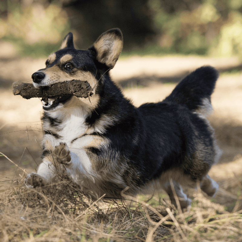 Cardigan Welsh Corgi Exercise