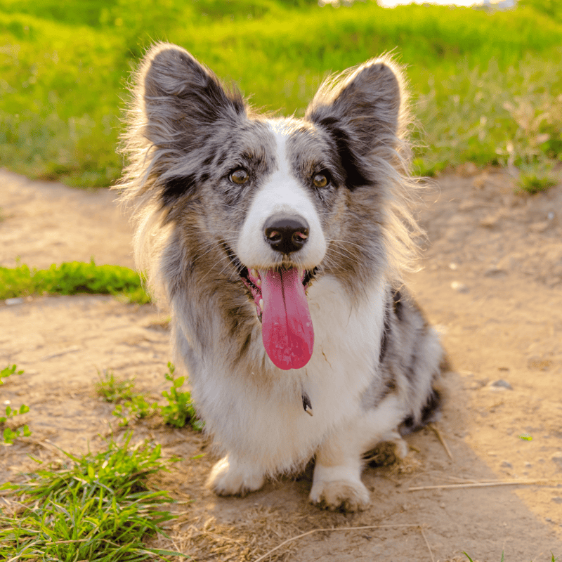 Cardigan Welsh Corgi photo 3