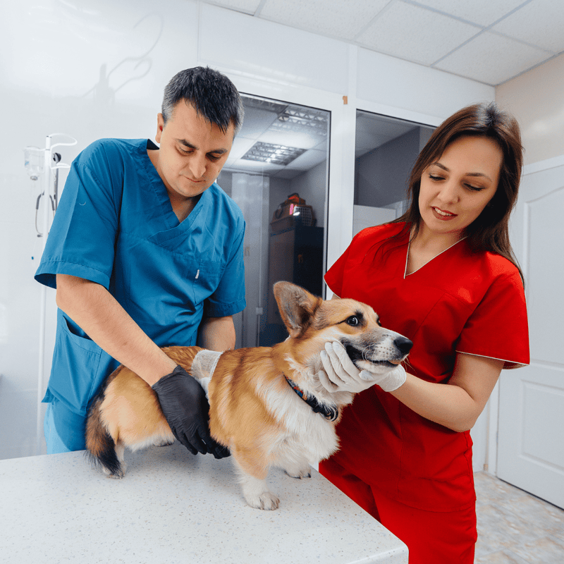 Cardigan Welsh Corgi health