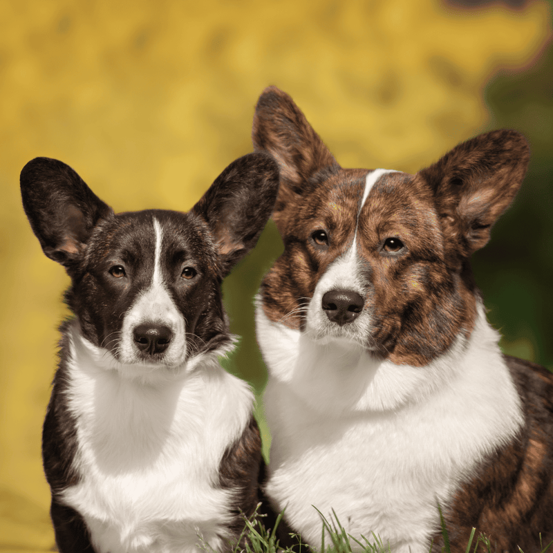 Cardigan Welsh Corgi Male Vs. Female