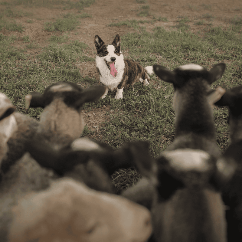 Cardigan Welsh Corgi Training