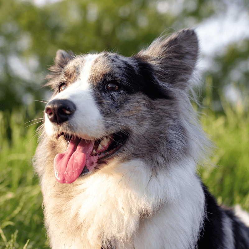 A happy Border Collie outdoors, showcasing health and vitality for dog care and training.