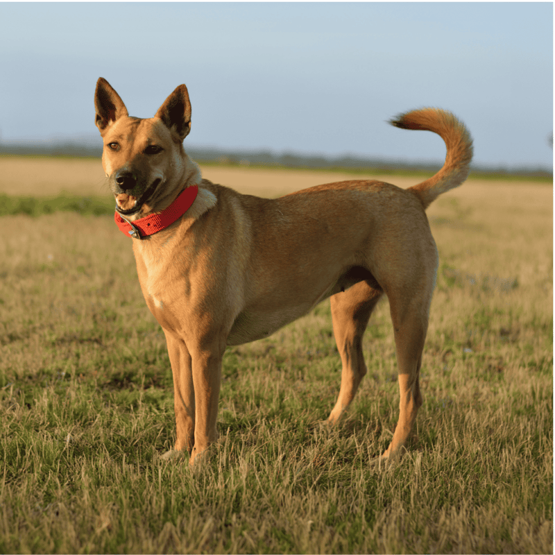 Carolina Dog overview
