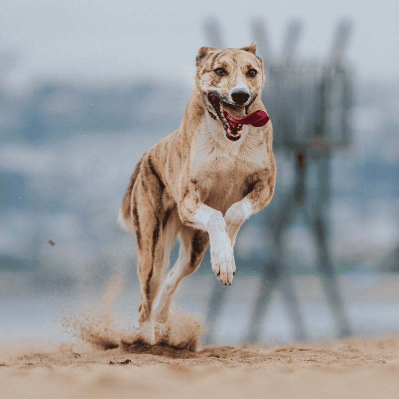 Happy dog running on sandy beach with blue sky background.
