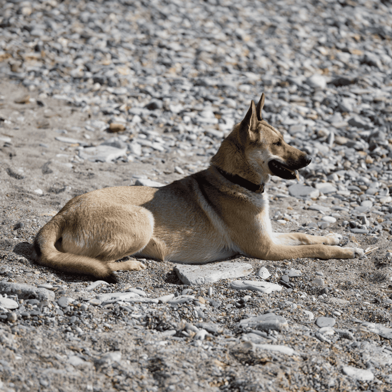 A relaxed dog resting on a rocky beach, enjoying the outdoors in a natural seaside setting. Perfect for pet outdoor lifestyle content.