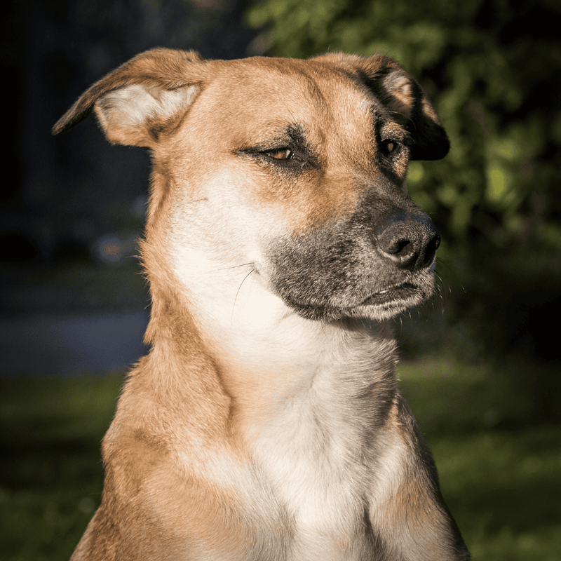 Carolina Dog photo 2