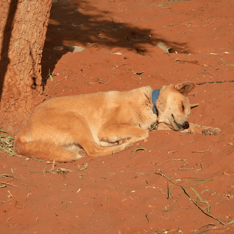 Carolina Dog photo 3