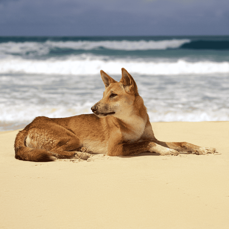 Carolina Dog photo 1