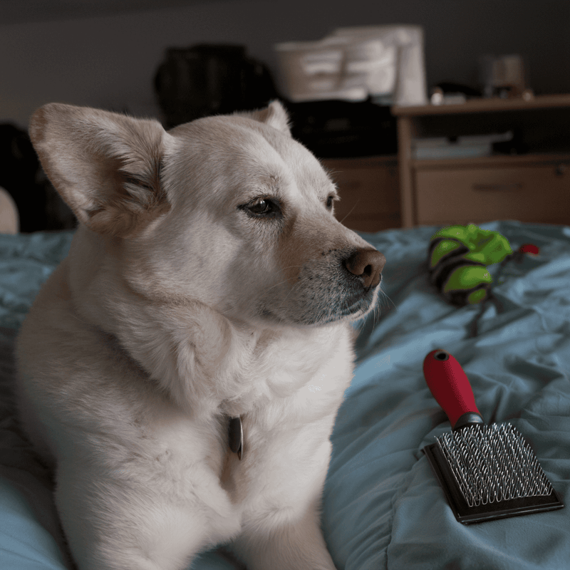 Close-up of a relaxed dog sitting on a bed with grooming tools, including a slicker brush and a nail grinder, in a cozy home setting.