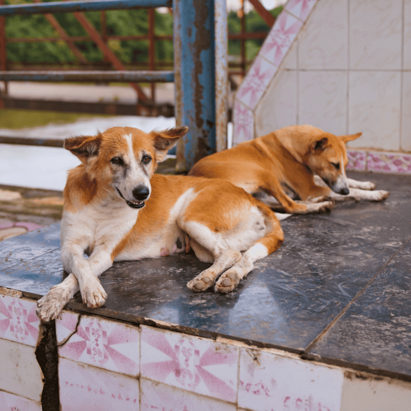 Two dogs resting outdoors on a tiled surface in a cozy yard.