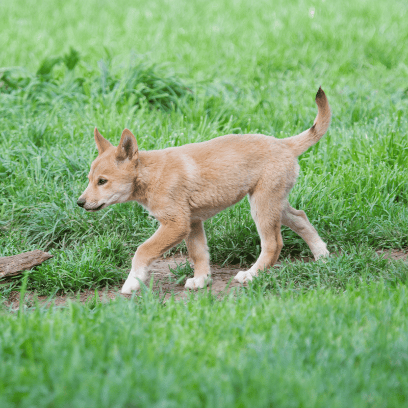 Adorable young dog walking in green grassy area, showcasing playful and active puppy personality.