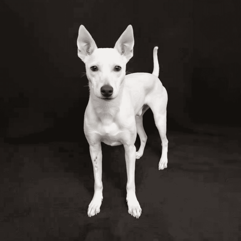 Cute white Whippet dog ready for play, pet care, and training at Dogfix.com.