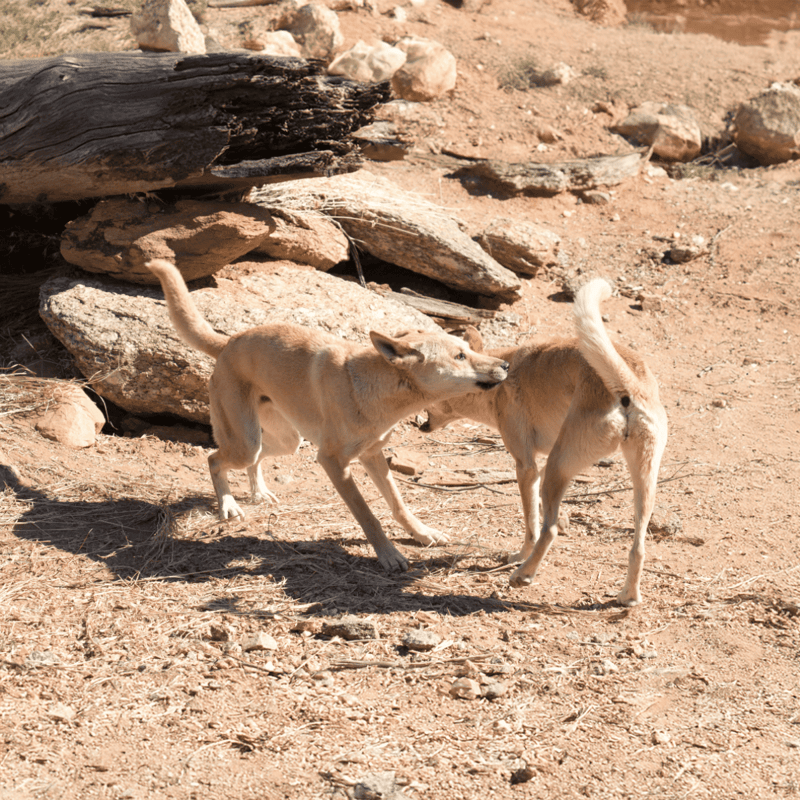 Two light-colored dogs playing in an arid, rocky desert landscape.