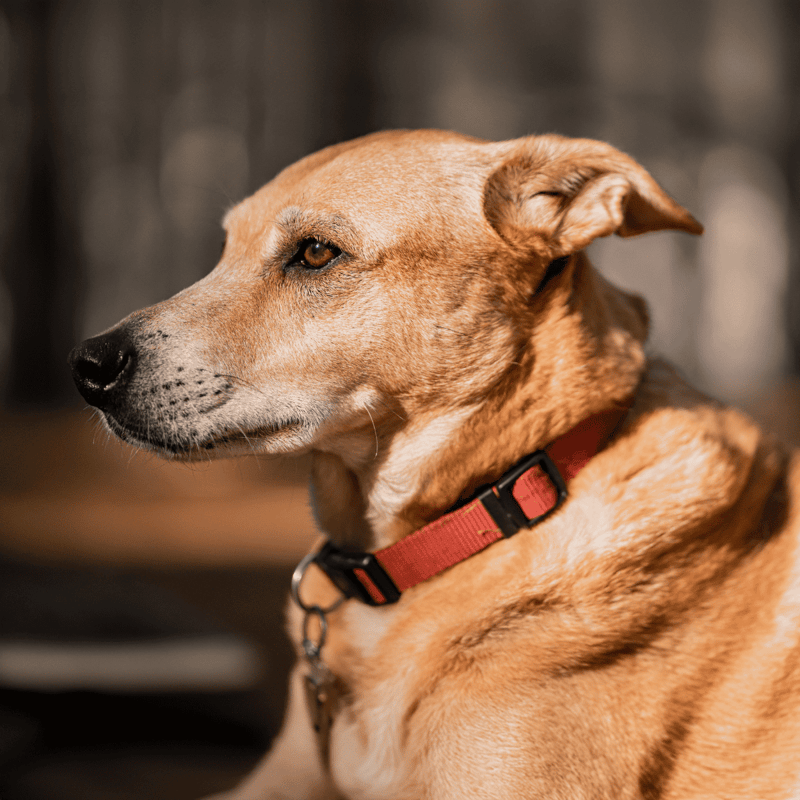 Close-up of a dog’s profile with a focused expression, wearing a red collar in natural light.