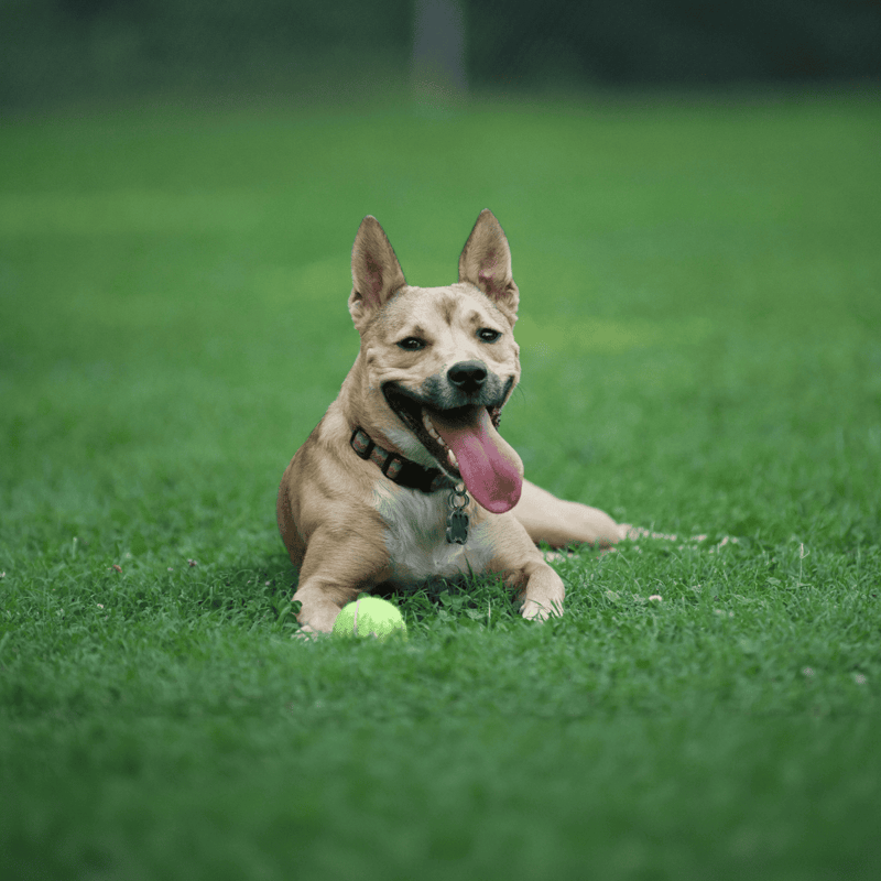 Friendly, happy dog lying on lush green grass with tennis ball, enjoying outdoor playtime.