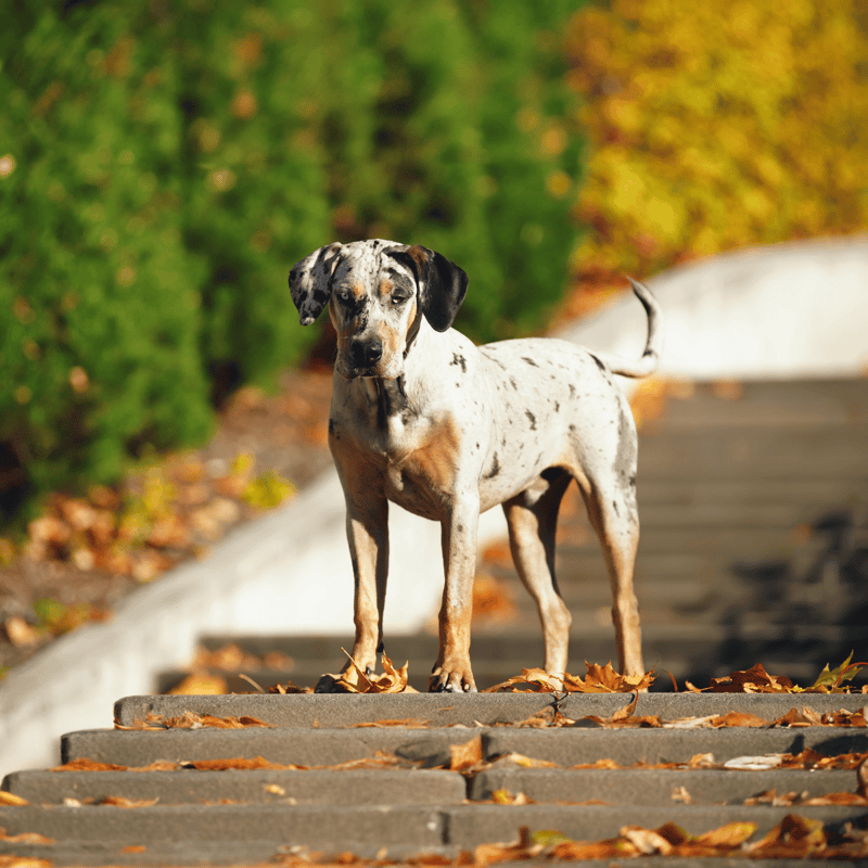Catahoula Leopard Dog characteristics