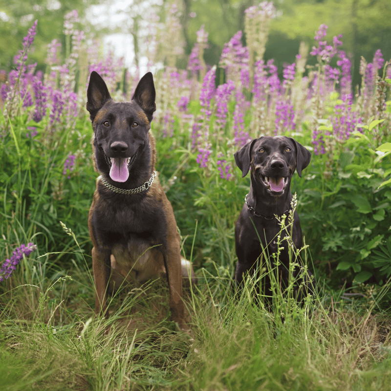 Happy dogs sitting among purple flowers in a lush garden setting.
