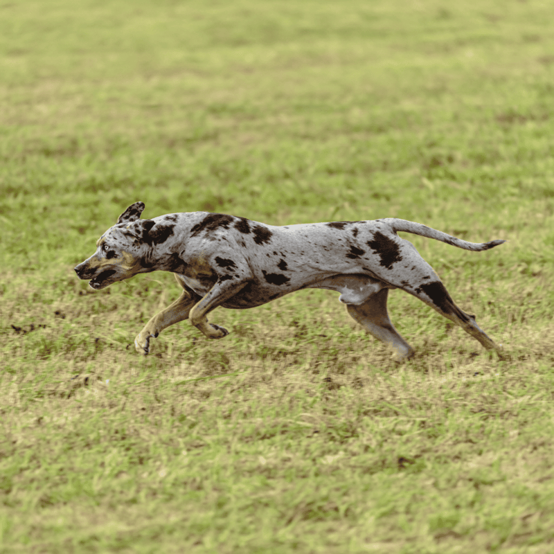 Running Dalmatian dog in motion across grassy field.