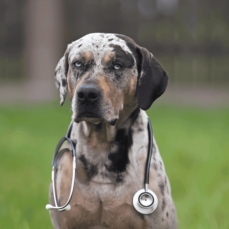 Catahoula Leopard Dog health