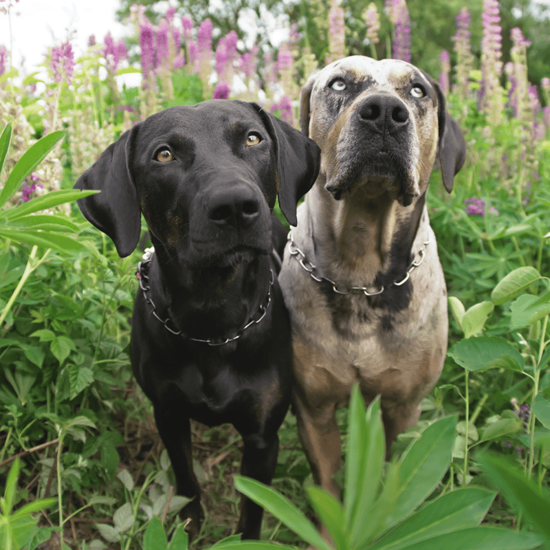 Adorable black and brindle dogs enjoying a sunny day among colorful blooms and lush green foliage.