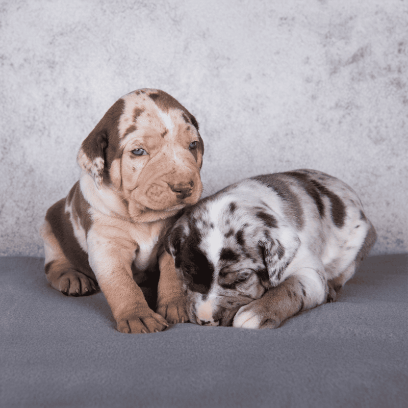 Adorable merle and brown Australian Shepherd puppies, perfect for dog lovers and pet care.