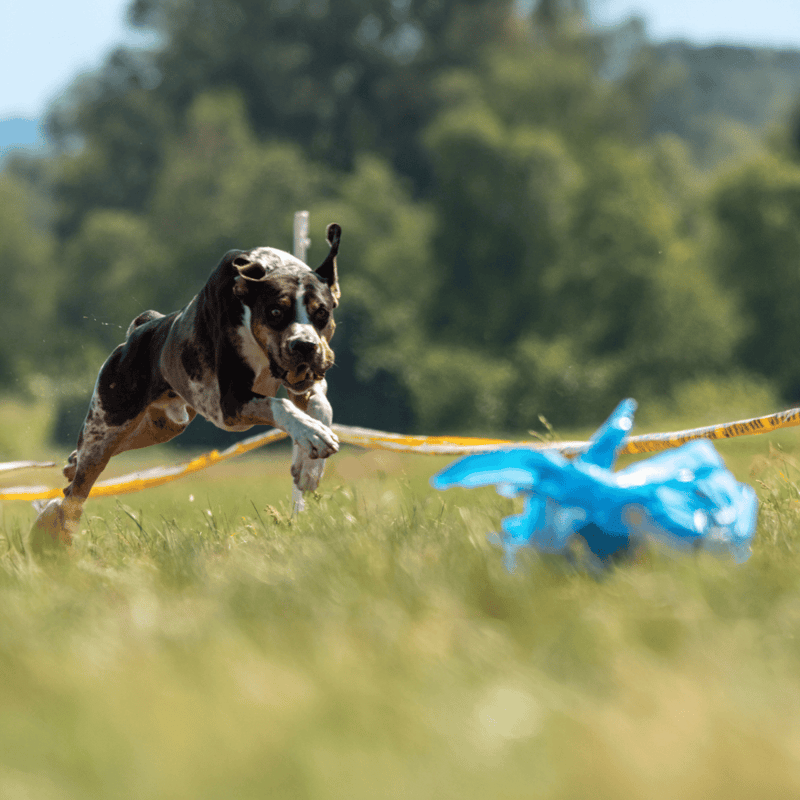 Playful dog chasing a blue toy during outdoor adventure, highlighting active pet lifestyle.