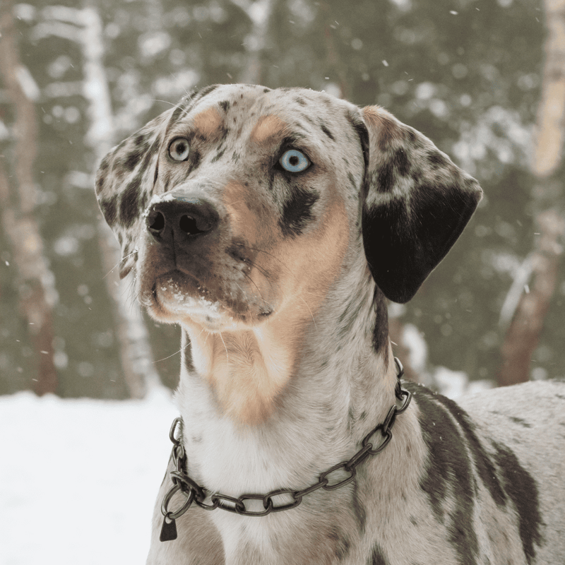 Adorable Dalmatian with blue eyes in snowy forest, close-up portrait.